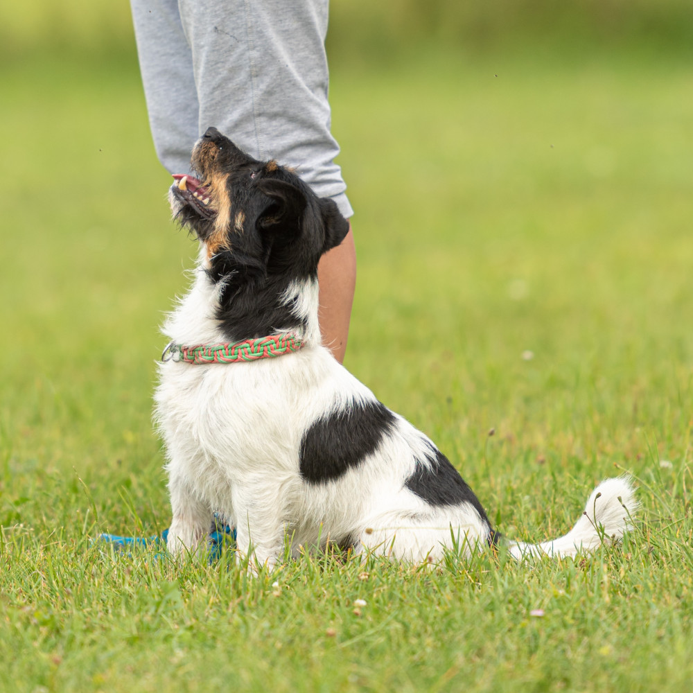 Watch Teach Your Dog a Focused Heel (Part 2)