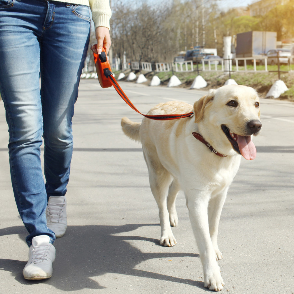 Watch Teach Your Dog How to Be Comfortable Walking Backwards