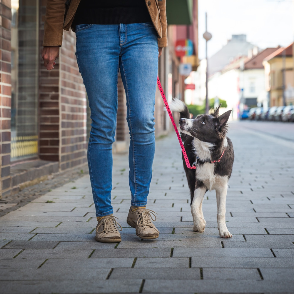 Watch How to Easily Teach Your Dog "Heel"