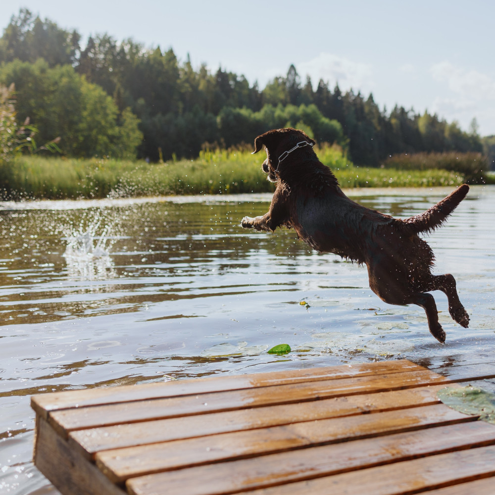 Watch Teach Your Dog to Dive Off a Dock Into Water