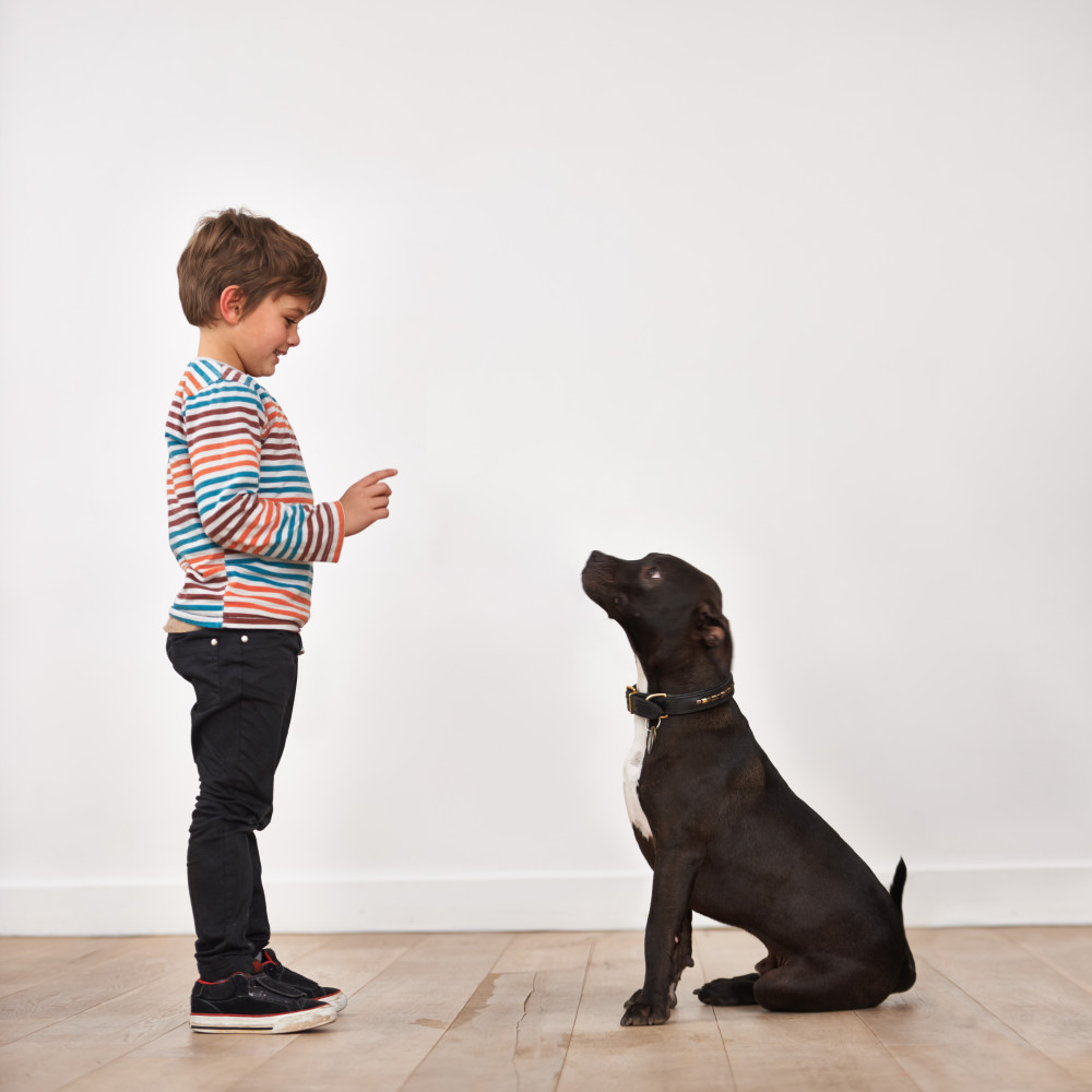 Watch Teach Your Dog to Automatically Sit When Halted