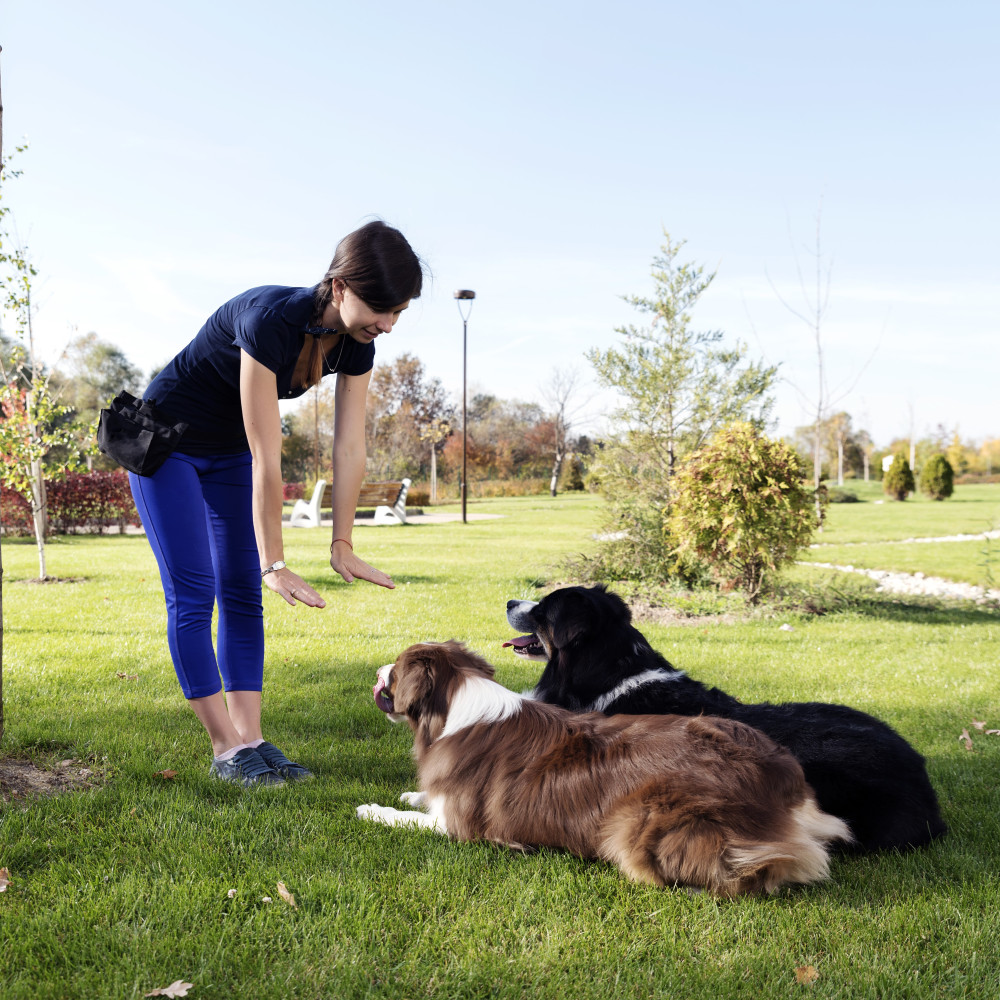 Watch Tips for Becoming a Professional Dog Trainer