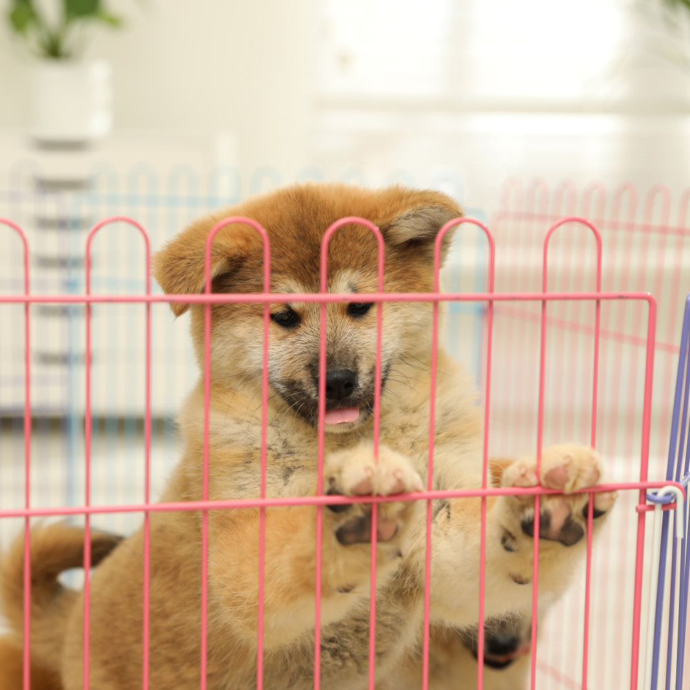 Watch Puppy Playpen Setup