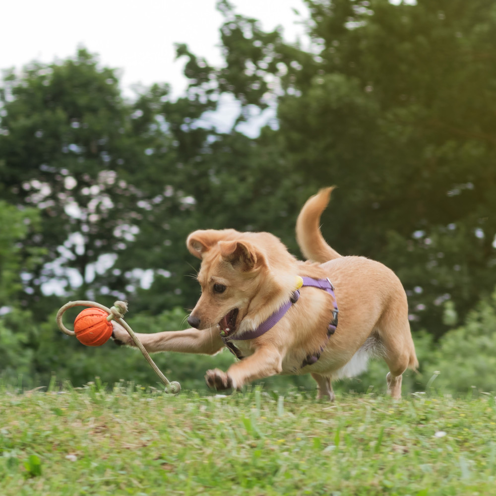 Watch Building Toy Drive: Introduce Your Dog to the Ball on the Rope