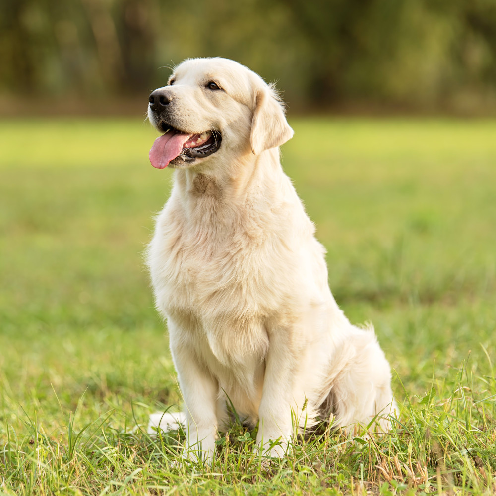 Watch How to Train Your Dog to Sit, Down, and Stand