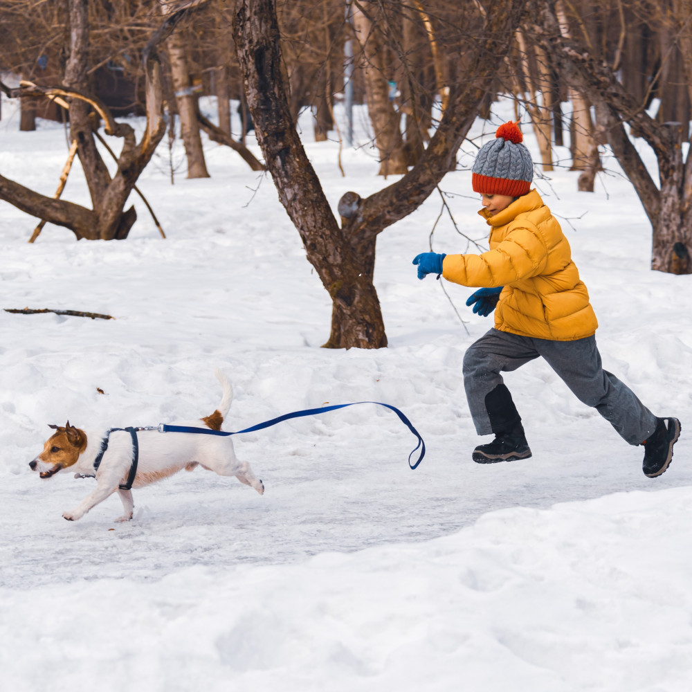 Watch How to Teach Your Dog the "Send Out" Command