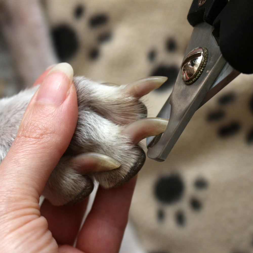 Watch How to Correctly Cut, Trim, and Dremel Your Dog's Nails