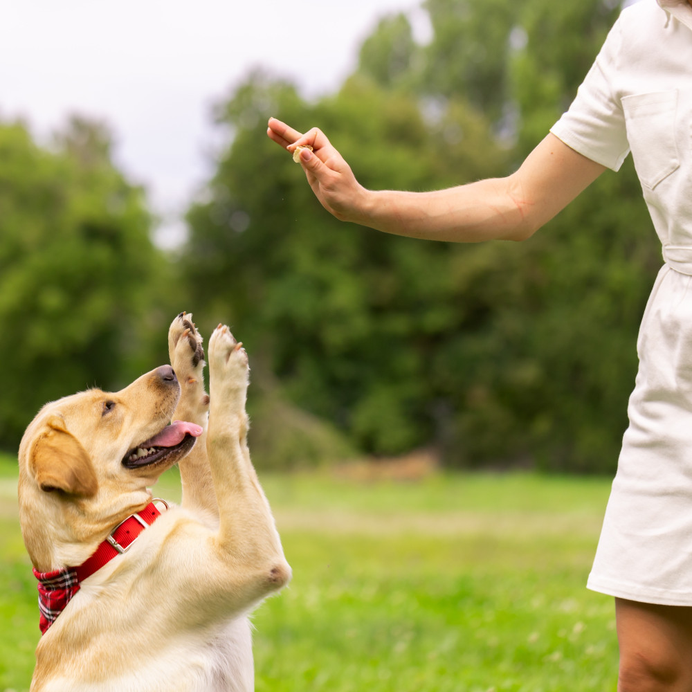 Watch Why You Should Only Give Your Dog One Verbal Command at a Time