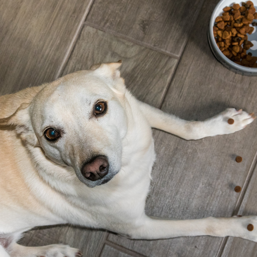 Watch How to Teach Your Dog the "Leave It" Command