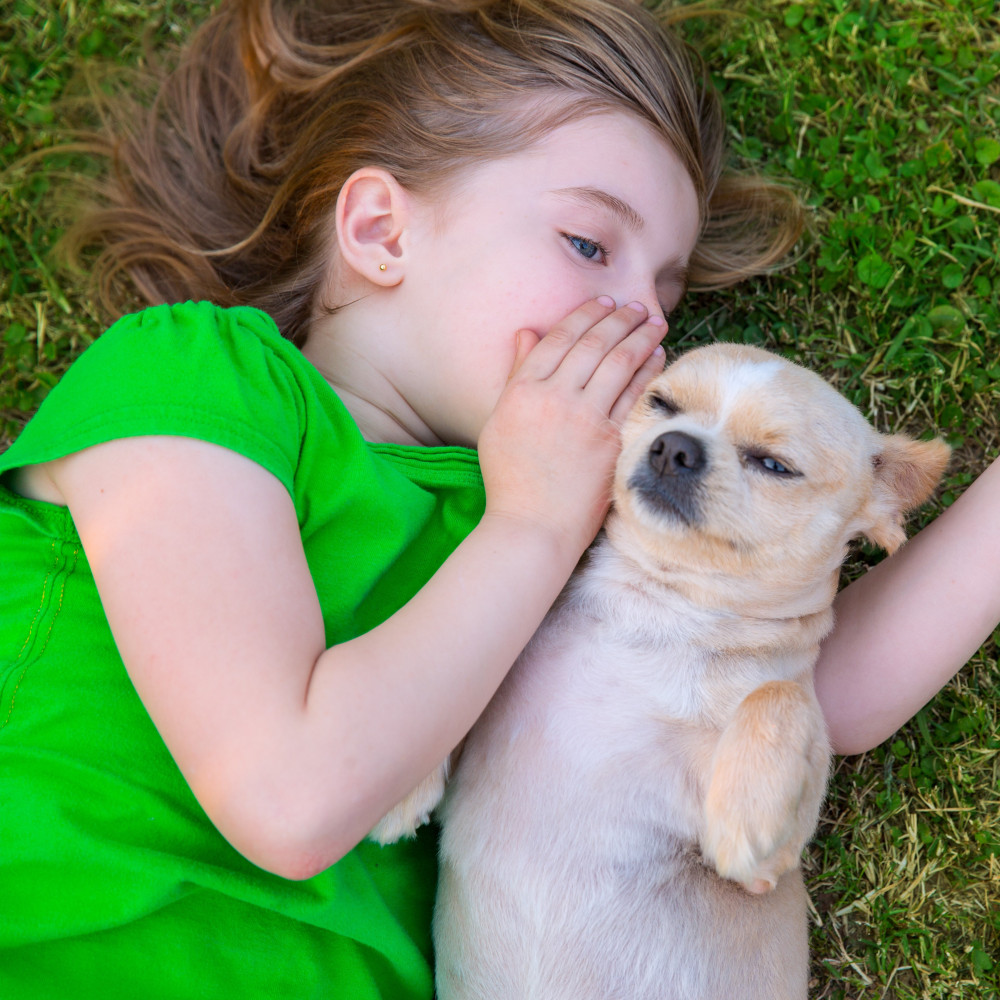 Watch How to Correctly Teach Your Dog Verbal Commands