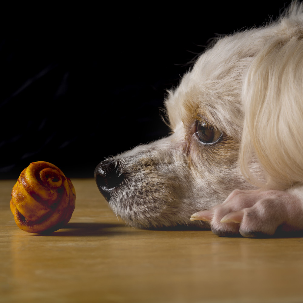 Watch Phasing Out Treats in Dog Training