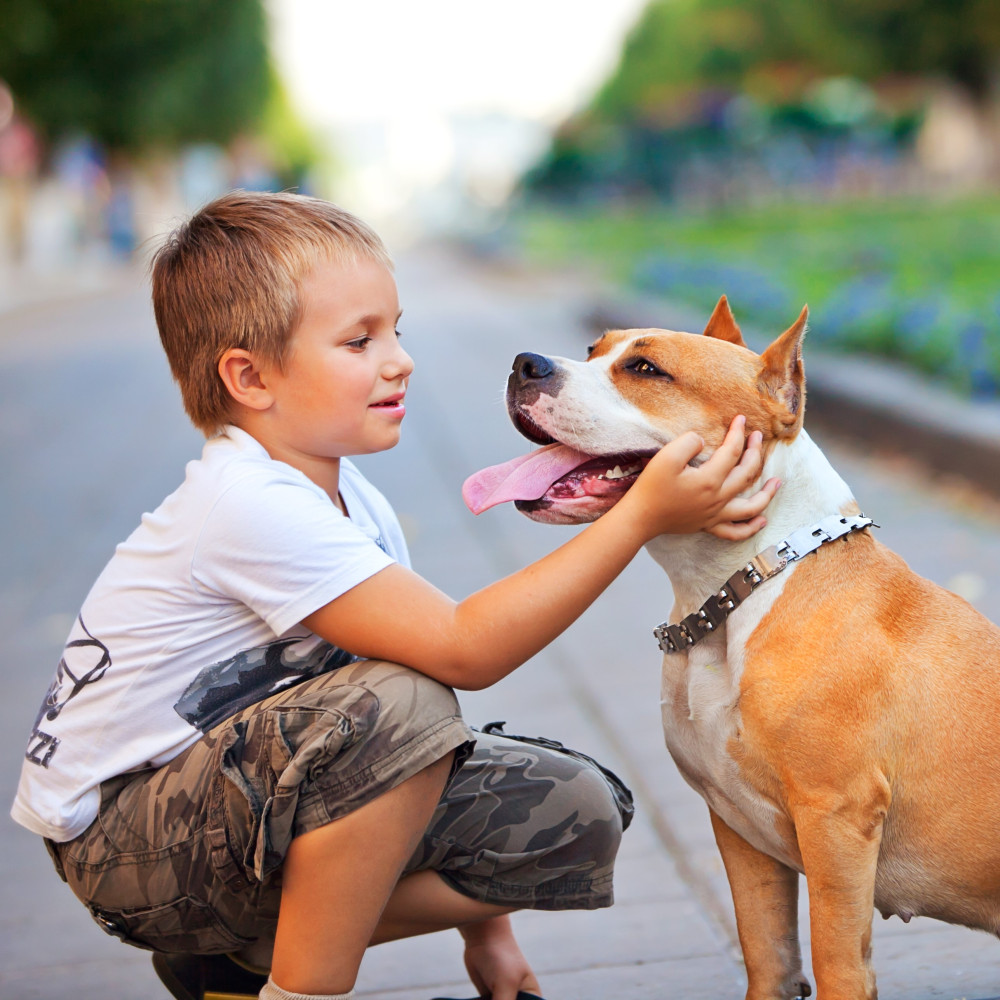 Watch Teach Your Kids How to Greet a New Dog