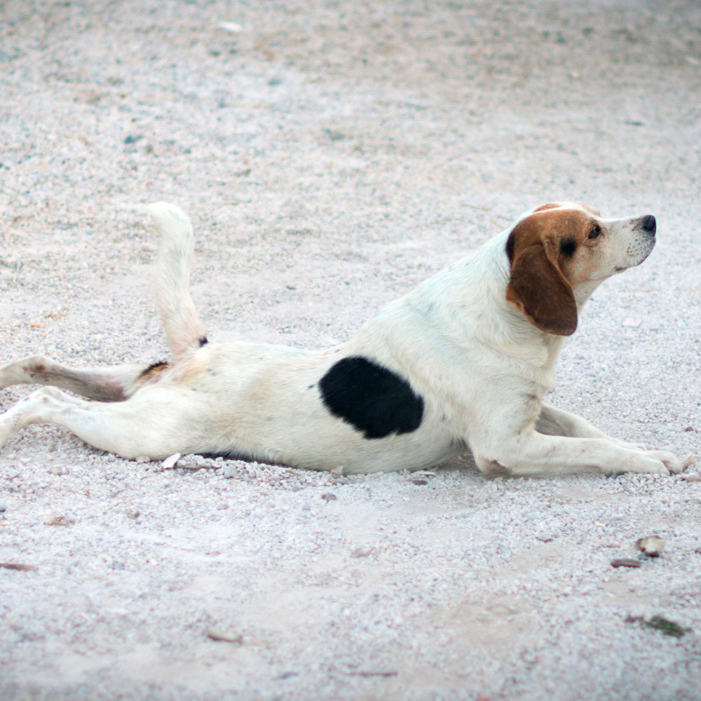 Watch Teach Your Dog the Low Crawl