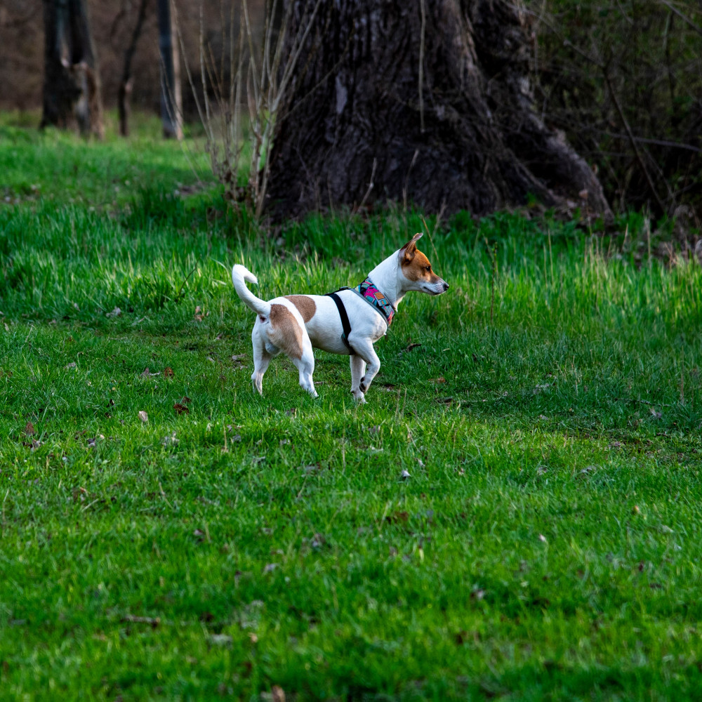 Watch Train Your Dog to Perform Commands from Distance