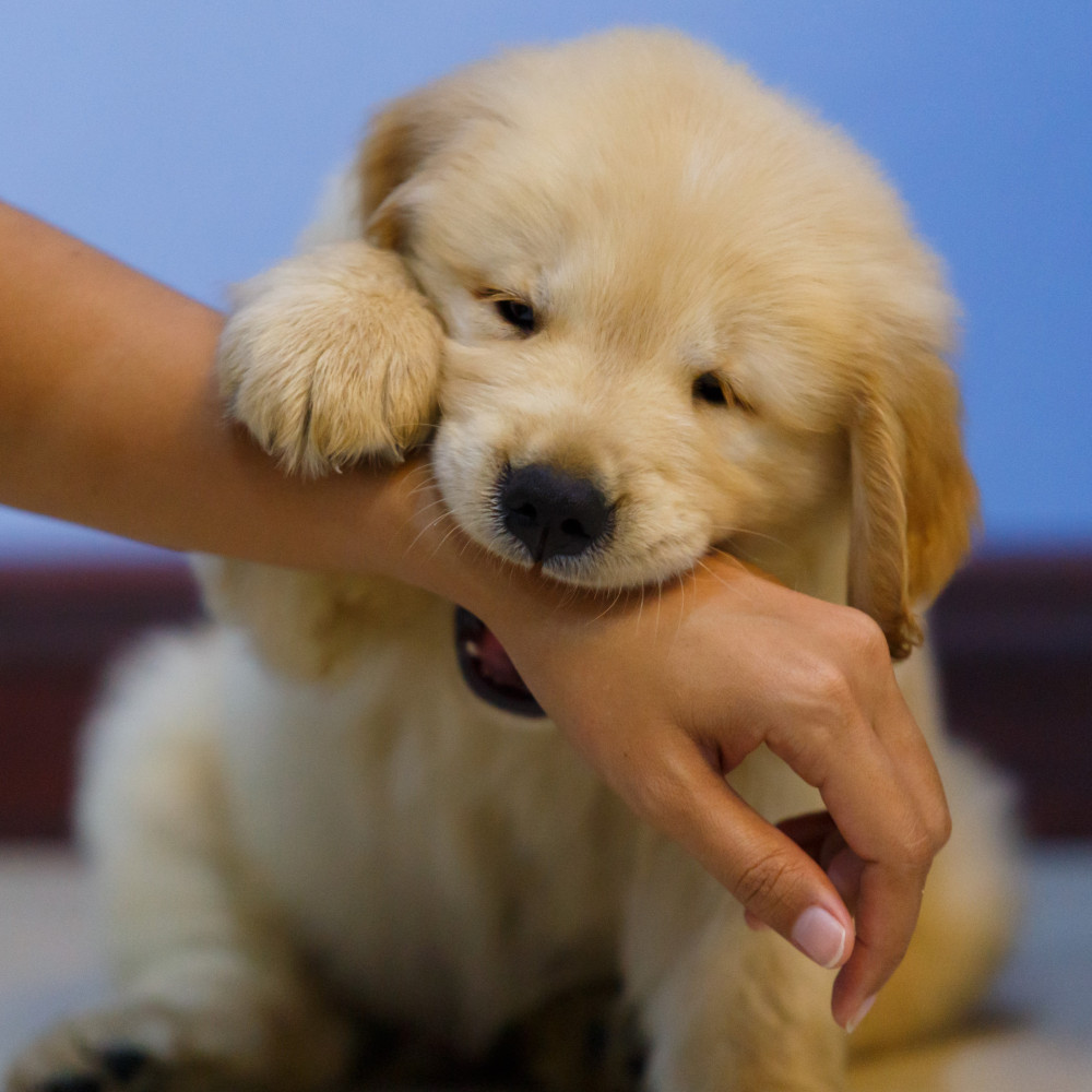 Watch How to Teach Your Puppy to Stop Biting You