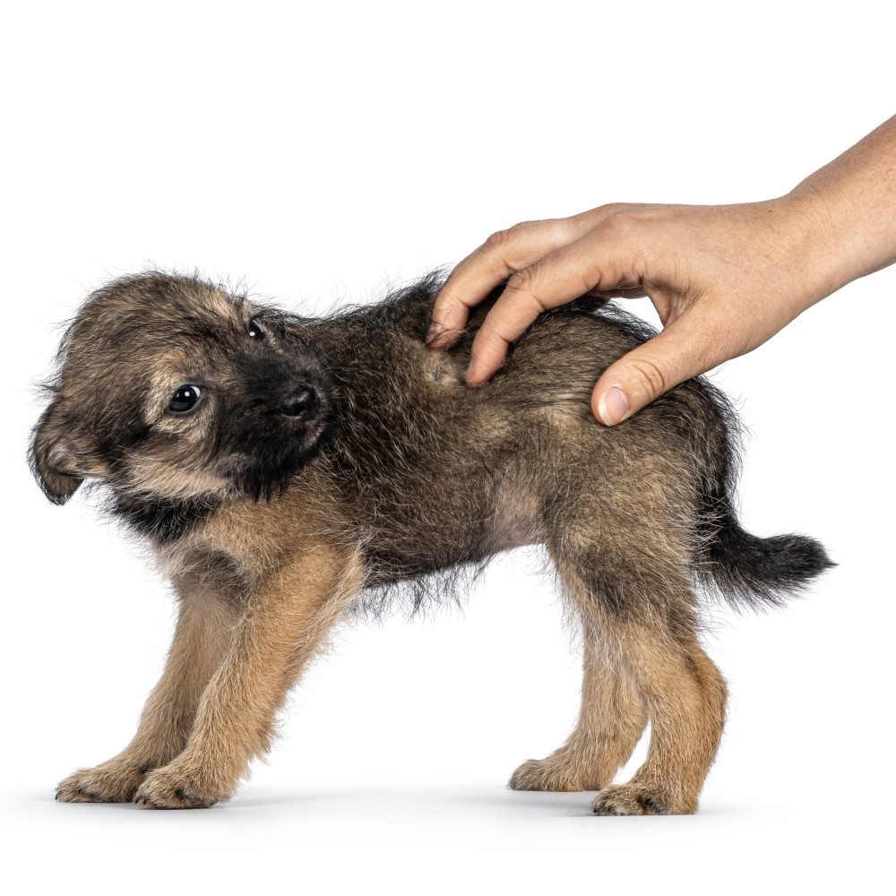 Watch Teaching Your Dog to Walk Backwards