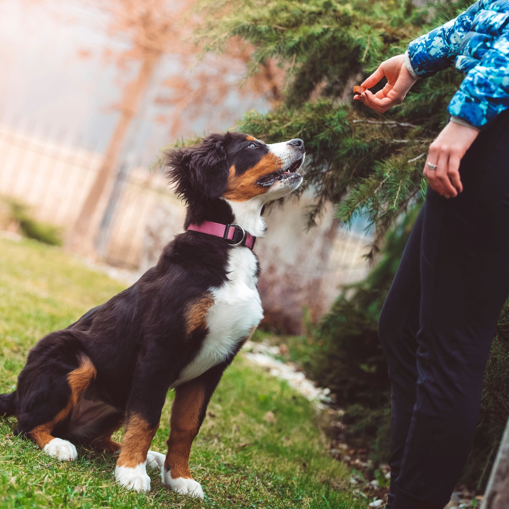 Watch Tricks That Will "Power-Up" Your Dog Training Experience