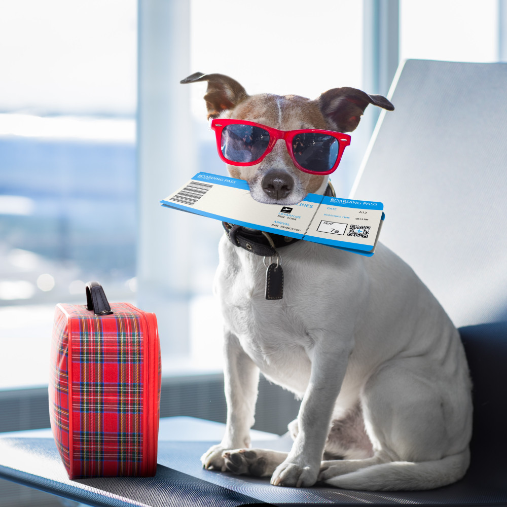 Watch Helpful Tips for Traveling with Your Dog