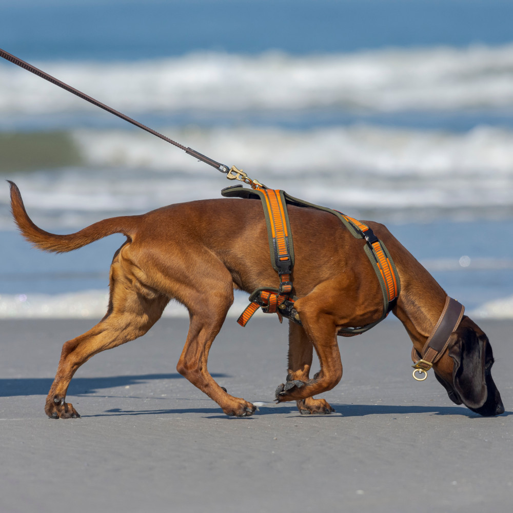 Watch How to Teach Your Dog to Search Independently