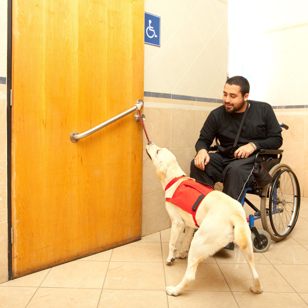 Watch How to Train a Psychiatric Service Dog