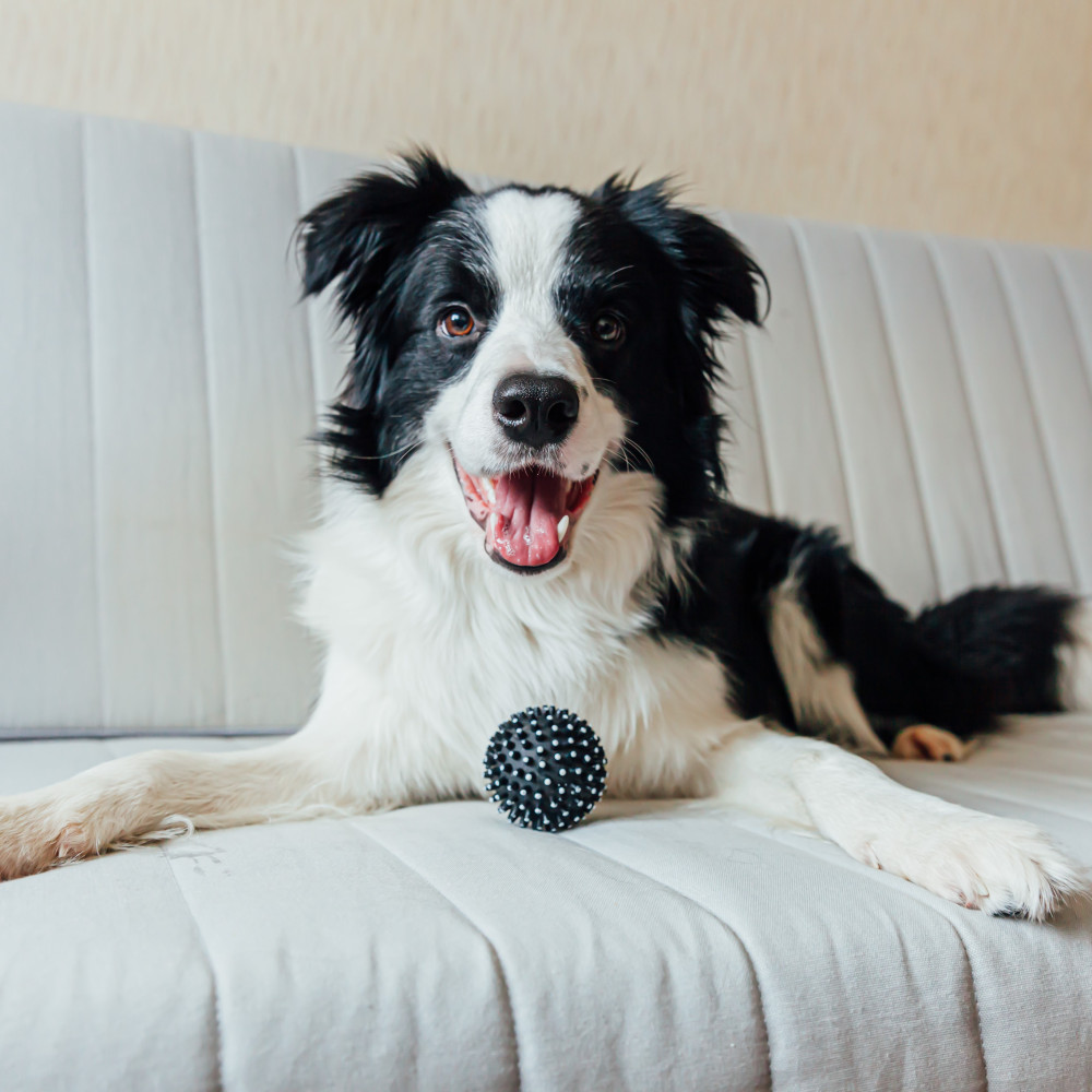 Watch Border Collie Early Engagement Training Session