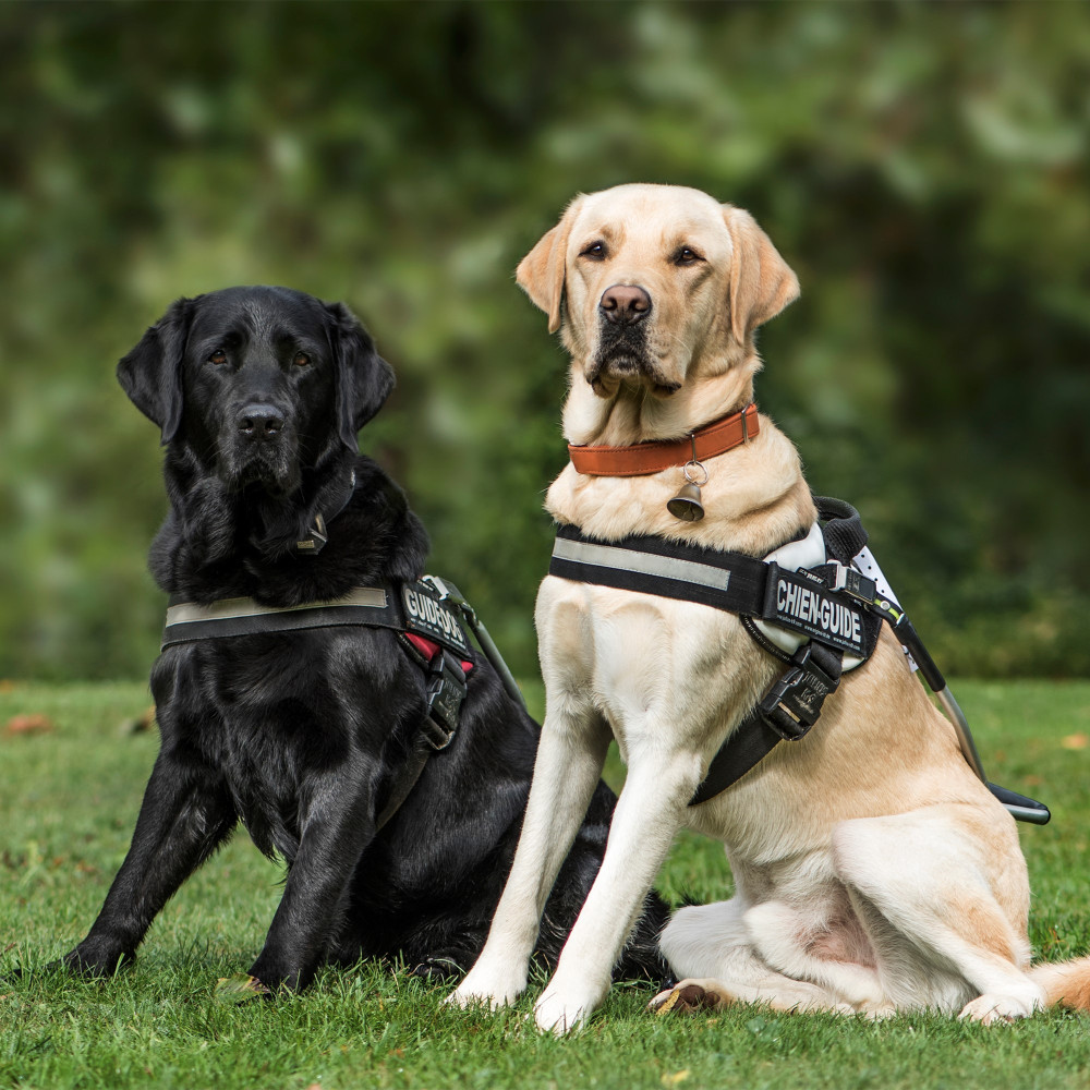 Watch Harness Training Your Dog