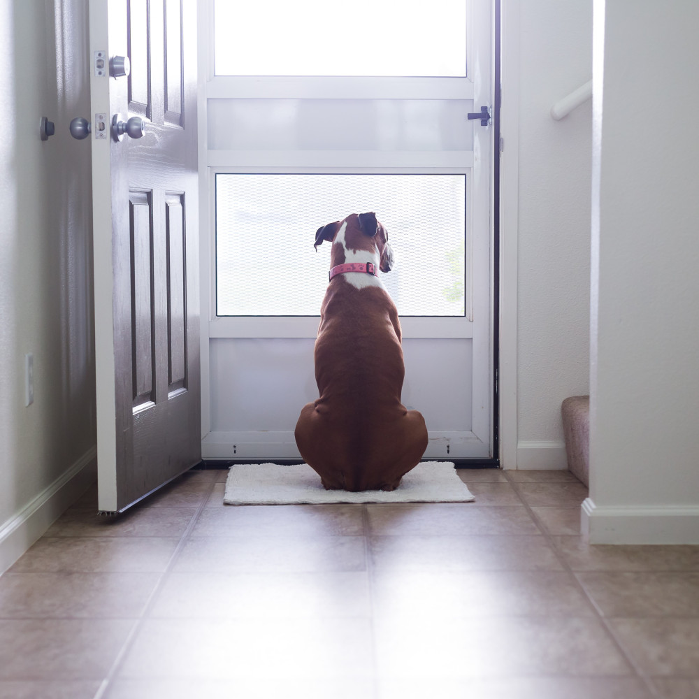 Watch Teach Your Dog Not to Run Out the Front Door