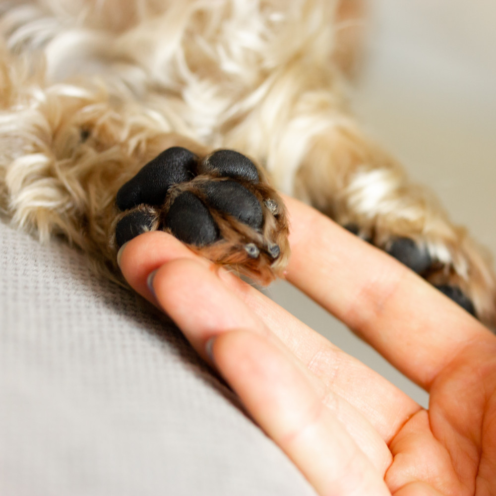 Watch Shaping Dog Tricks - Fancy Footwork