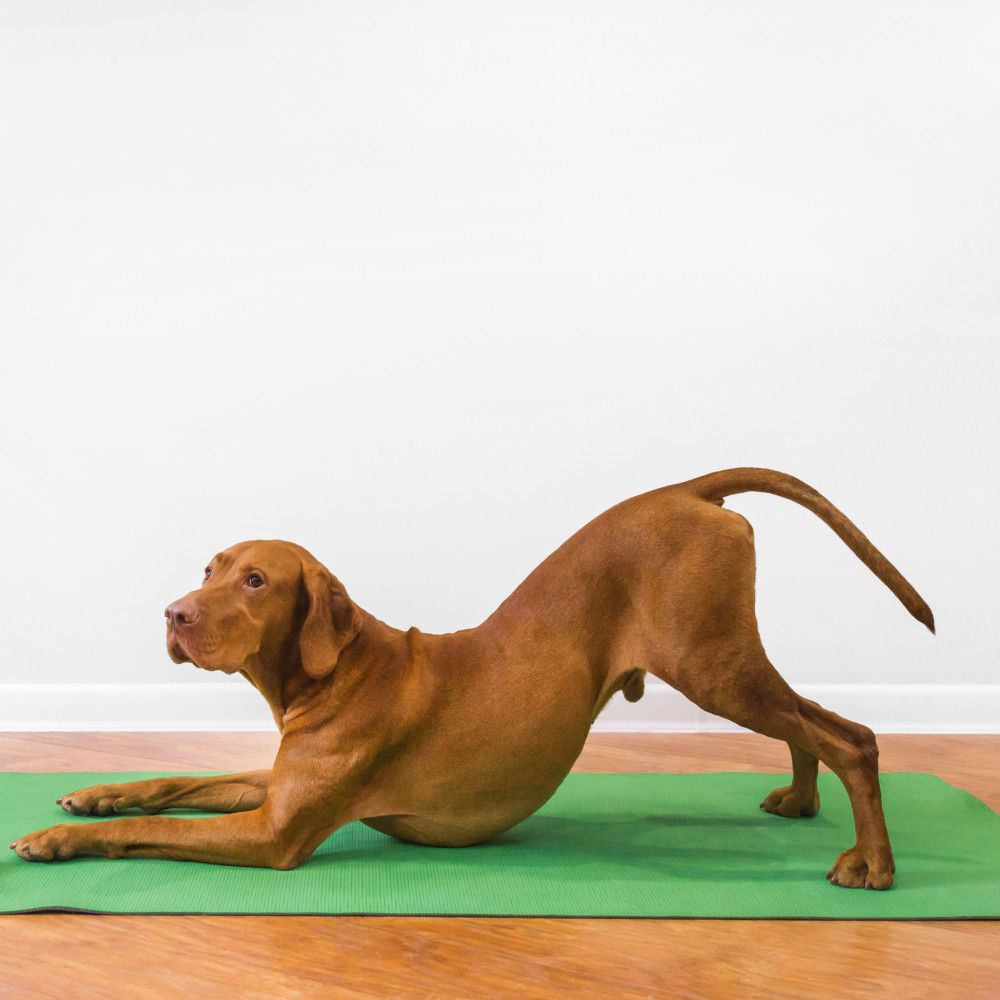 Watch Yoga for Dogs: Neck and Spine Stretches