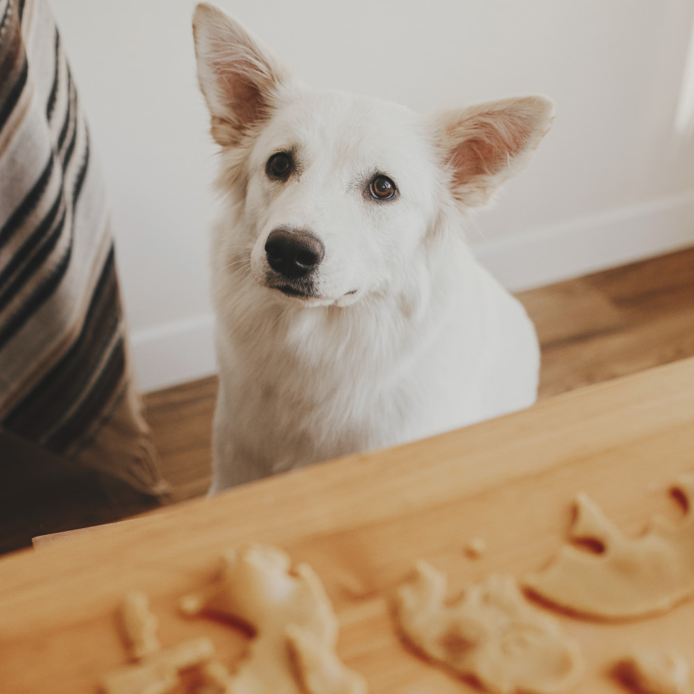 Watch Cookie Dough Recipe for Dogs