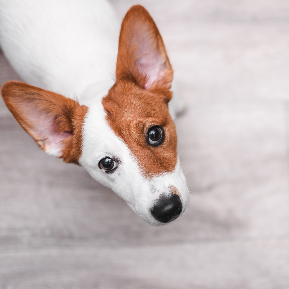 Watch Teach Your Dog Eye Contact