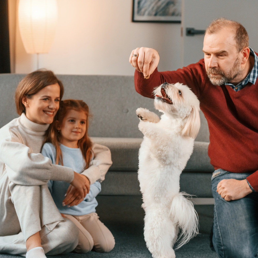 Watch Easy to Learn Dog Tricks That Will Amaze Your Friends