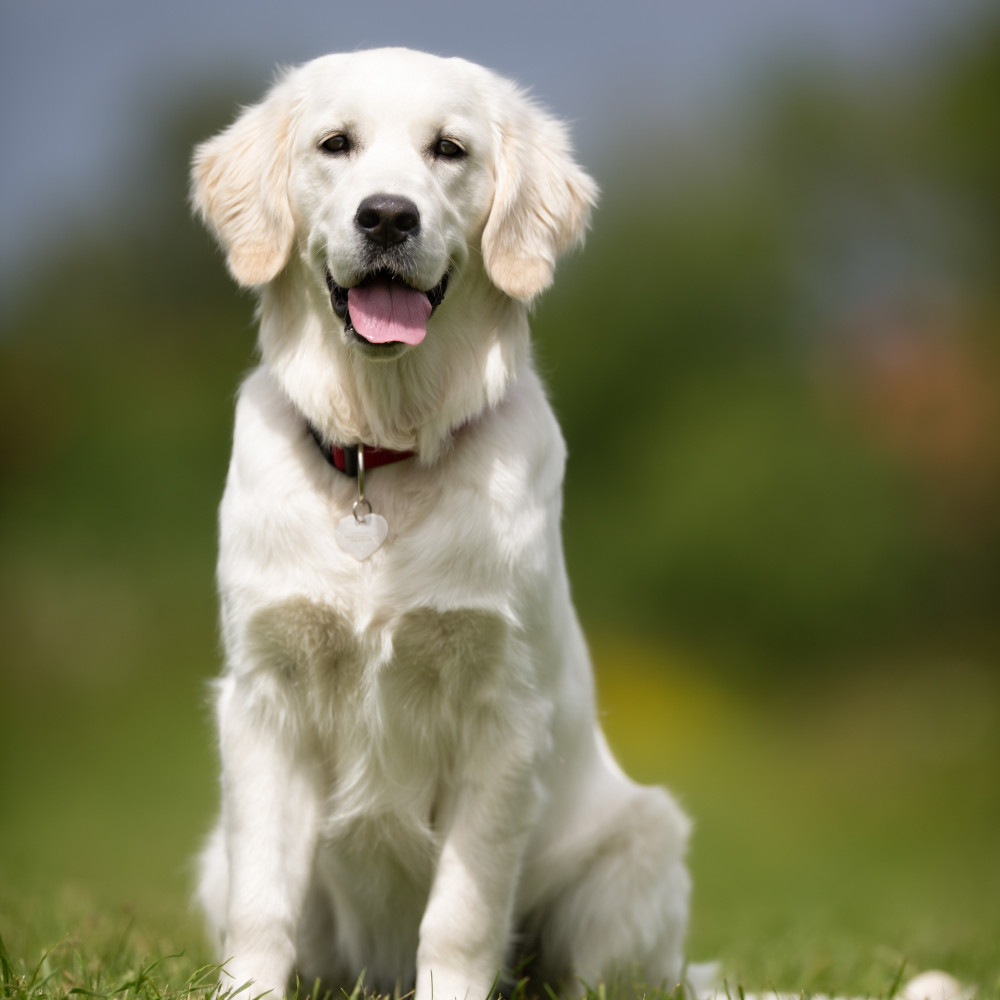 Watch Teach Your Dog to Perform "Sit", "Down", and "Stand" in Motion