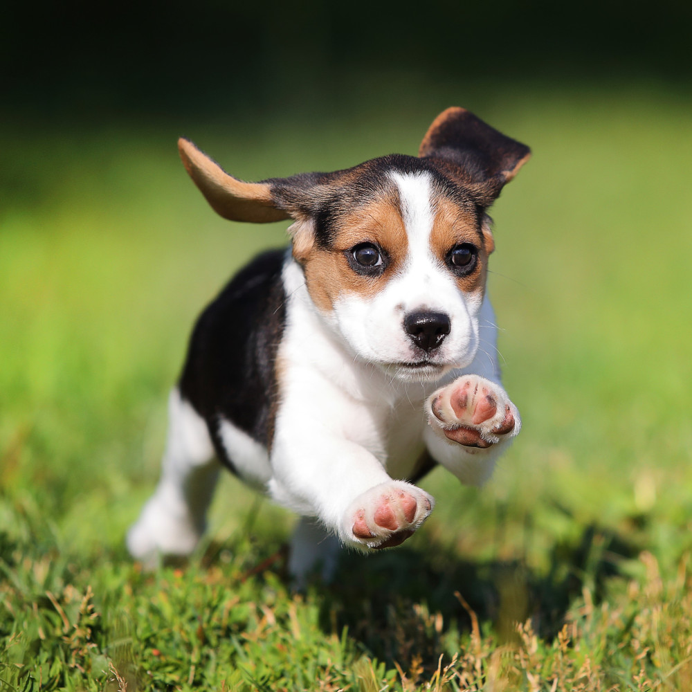 Watch What You Need to Know When Training a New Puppy