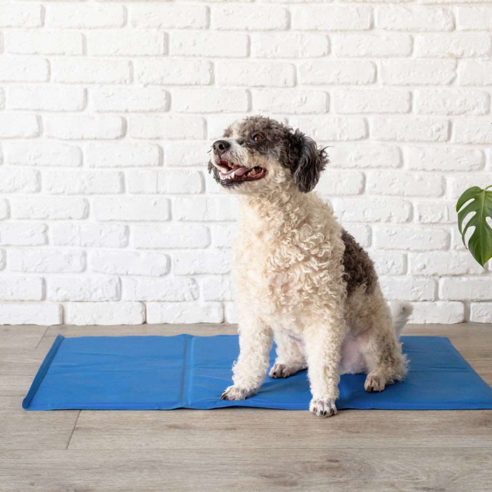 Watch How to Train Your Dog to Go to Place - Mat