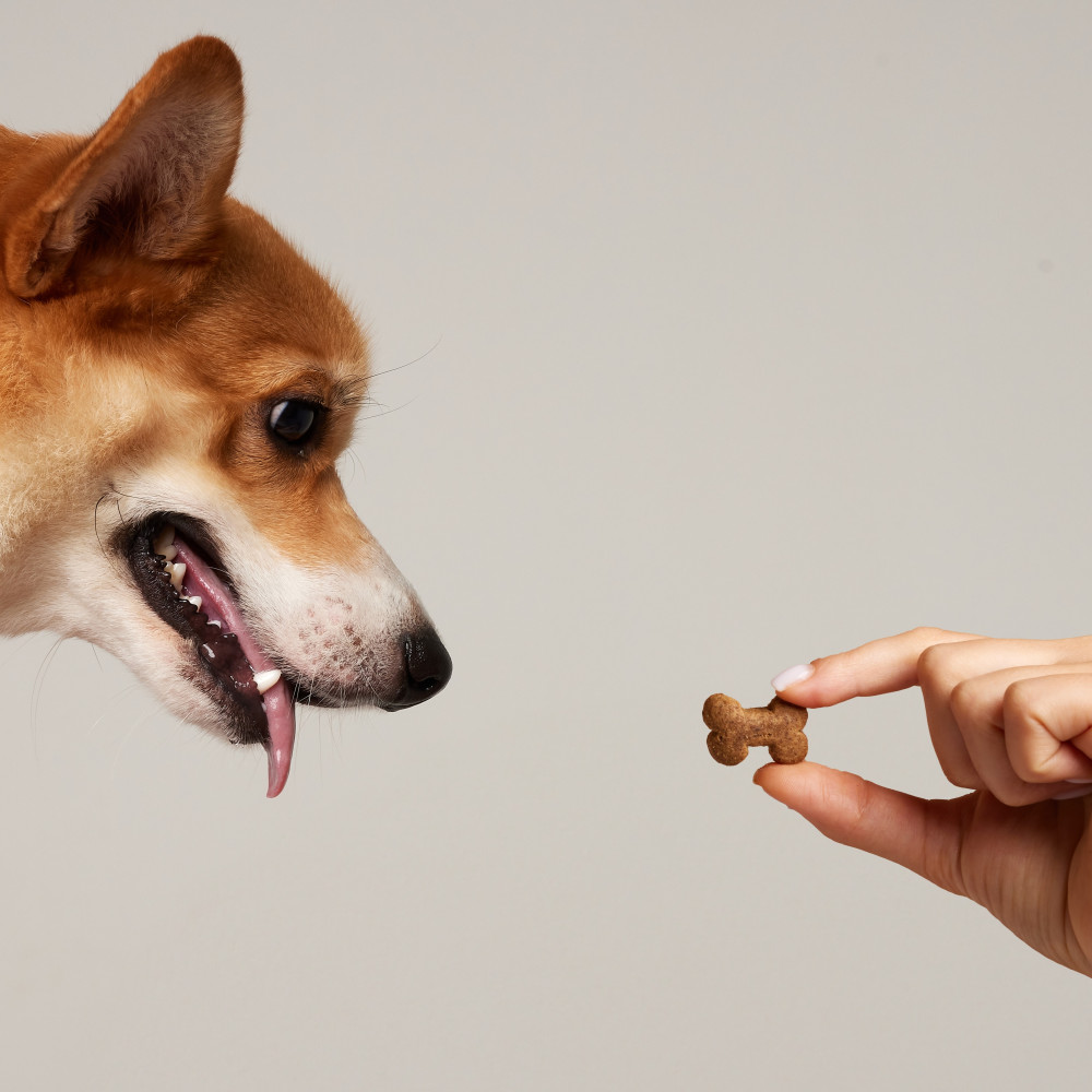 Watch Dog Training 101: Shaping vs. Luring