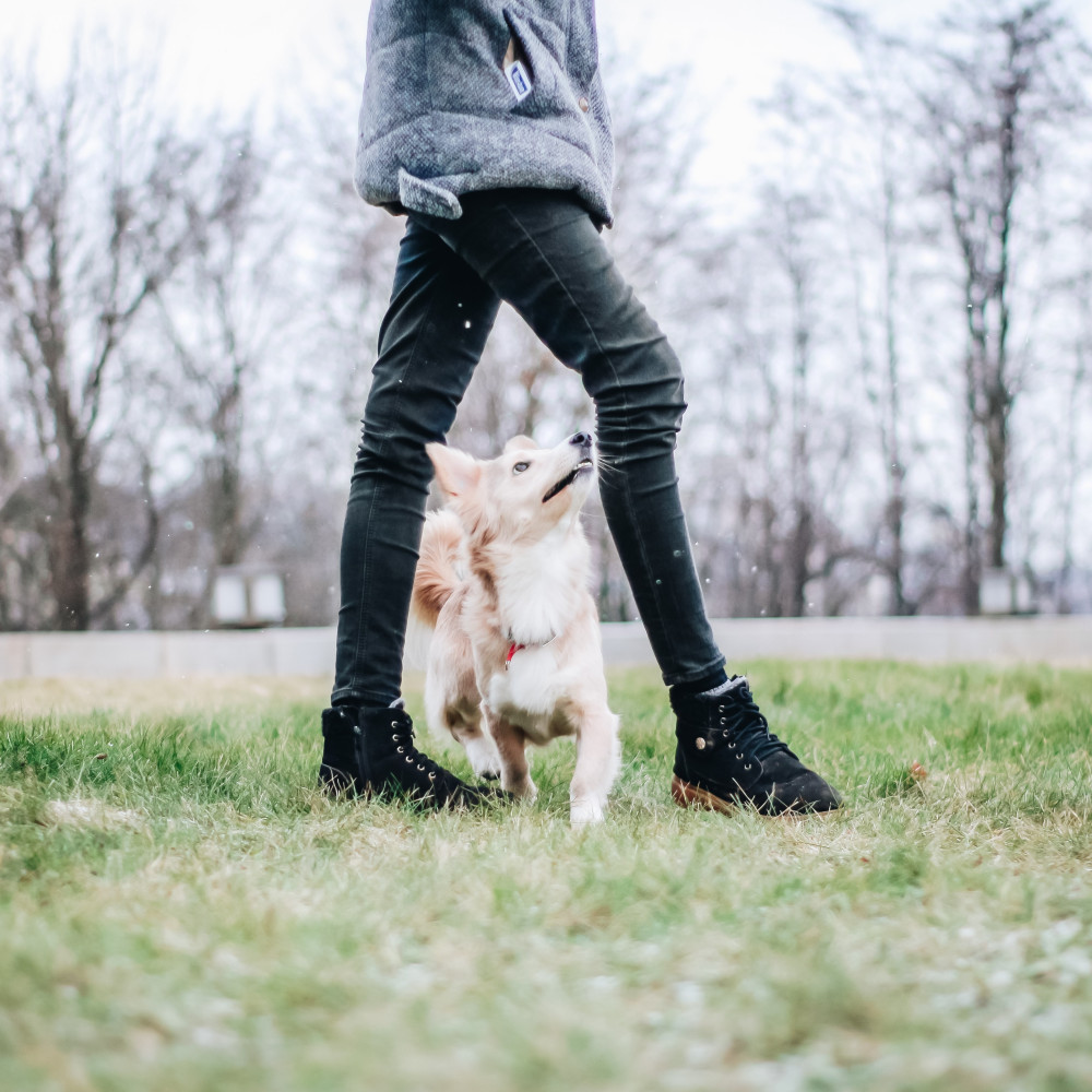 Watch Teach Your Dog the Leg Weave Trick