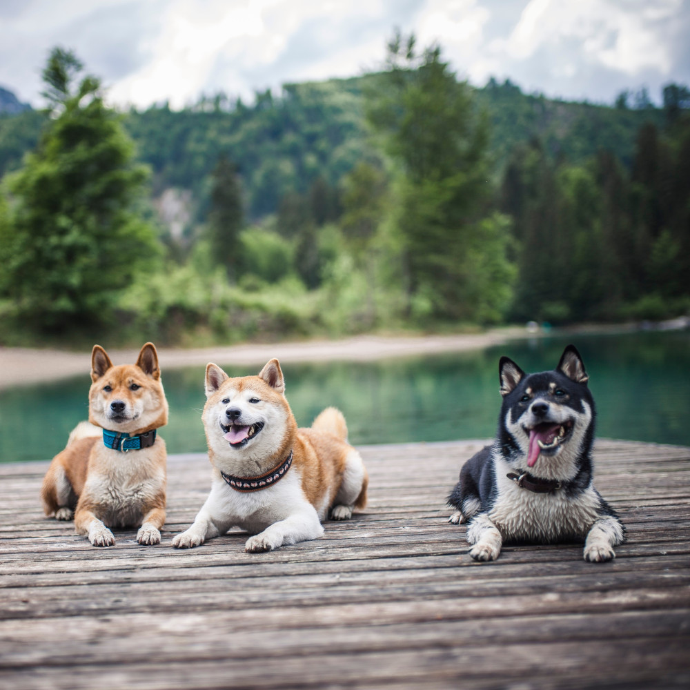 Watch Mastering Obedience with Two Dogs at Once