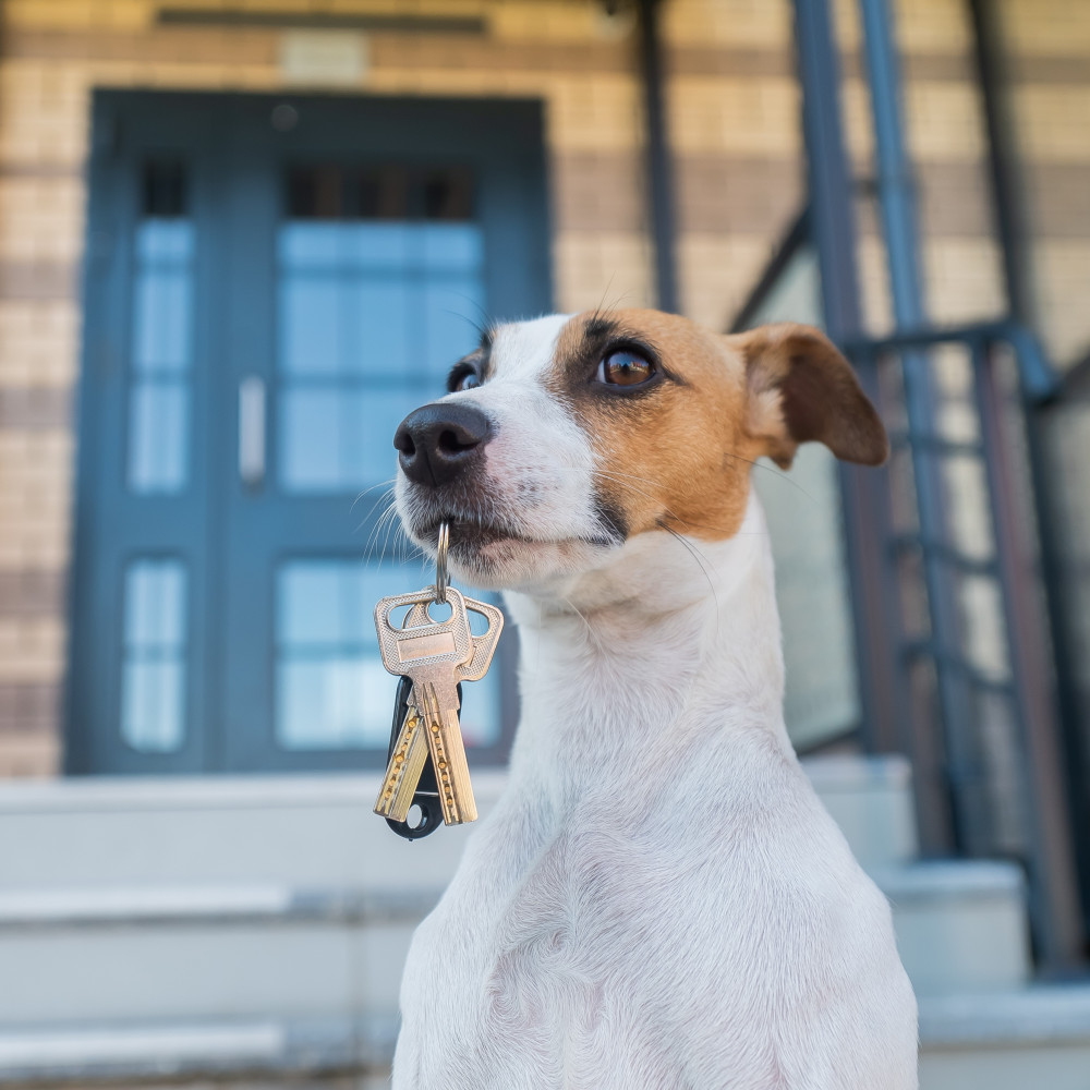 Watch Teach Your Dog How to Search Using a Key