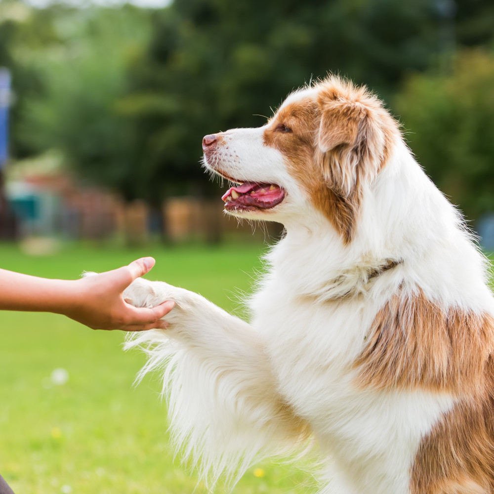 Watch Teach Your Puppy the "Shake" Trick