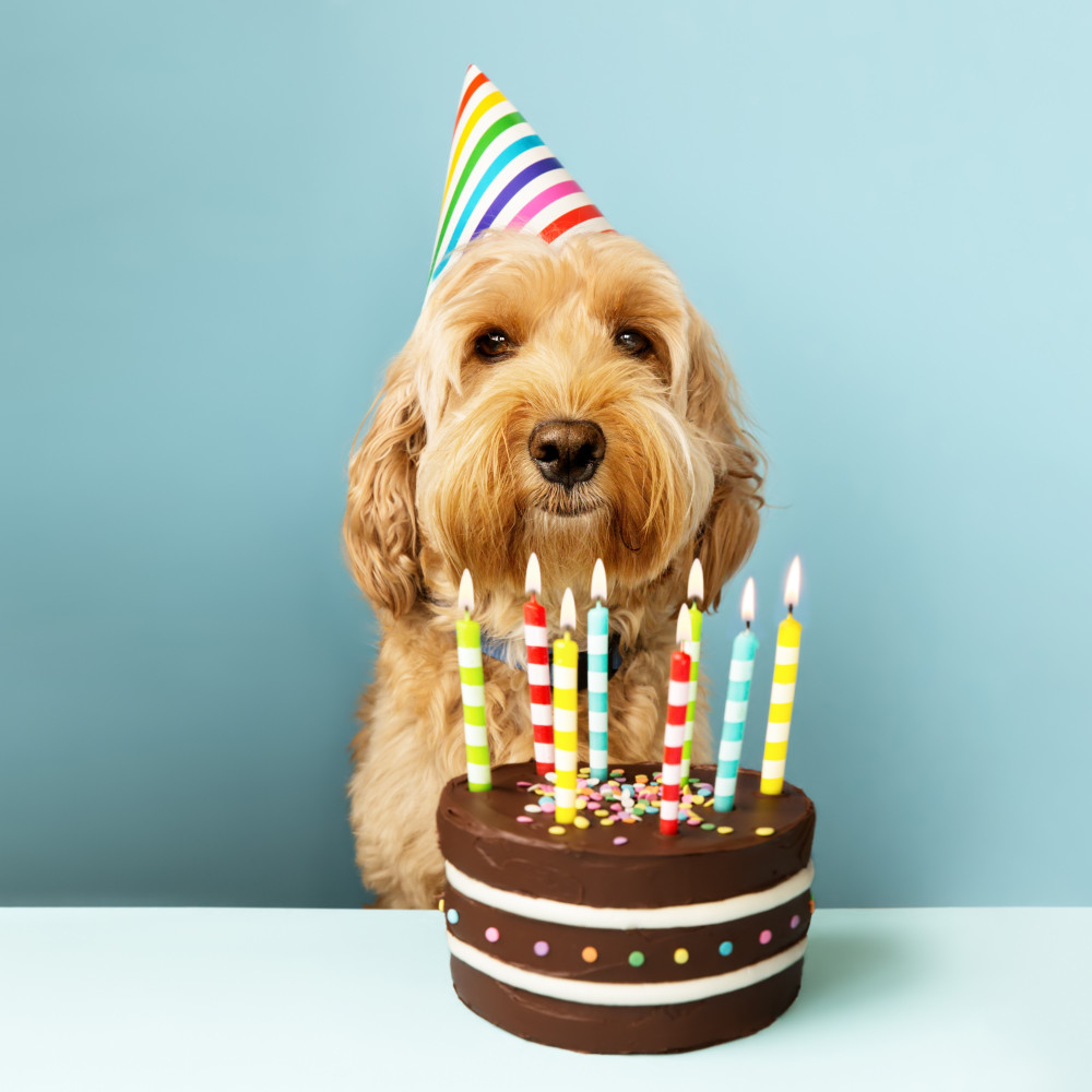 Watch Baking a Safe Birthday Treat for Your Dog