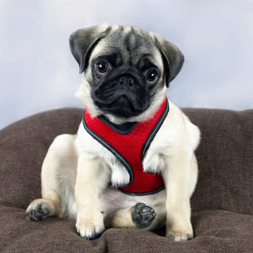 Watch Harness Training Your Puppy