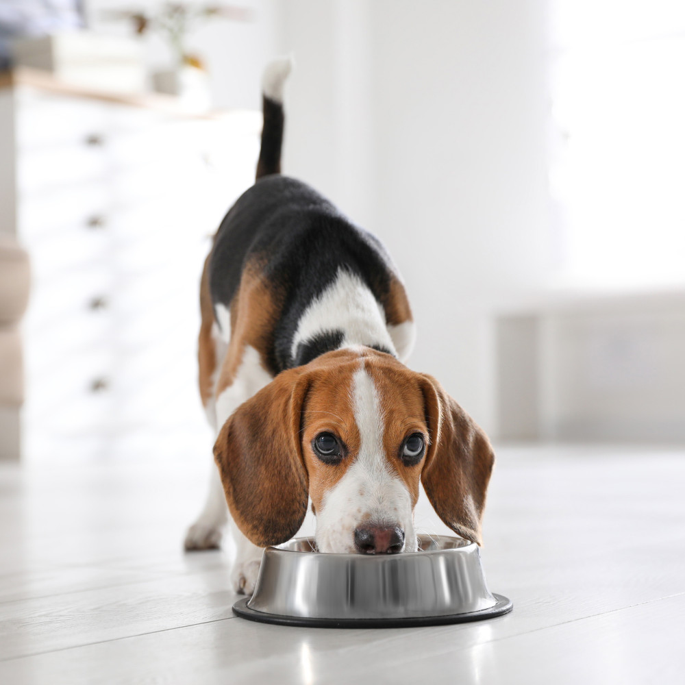 Watch Incredible Dog Food Bowl Recipe