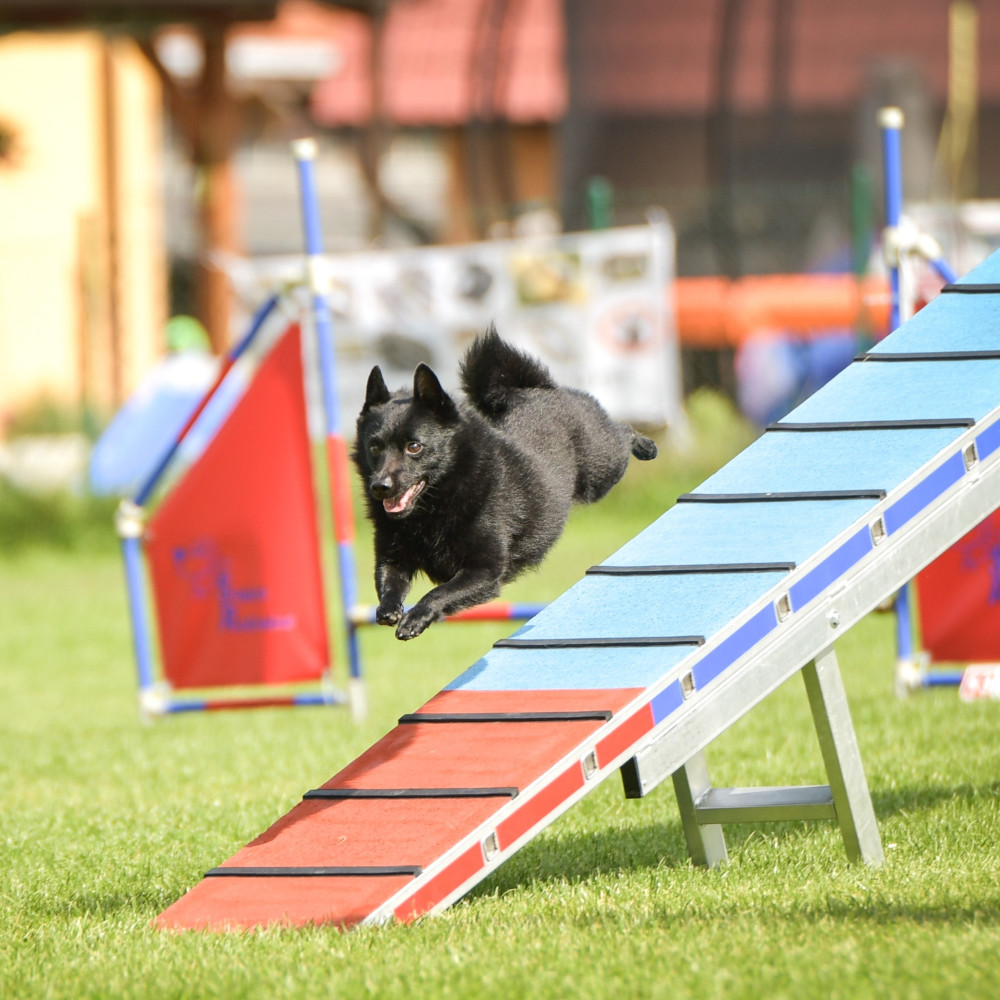 Watch Learn How to Teach Your Dog Competitive Agility Exercises