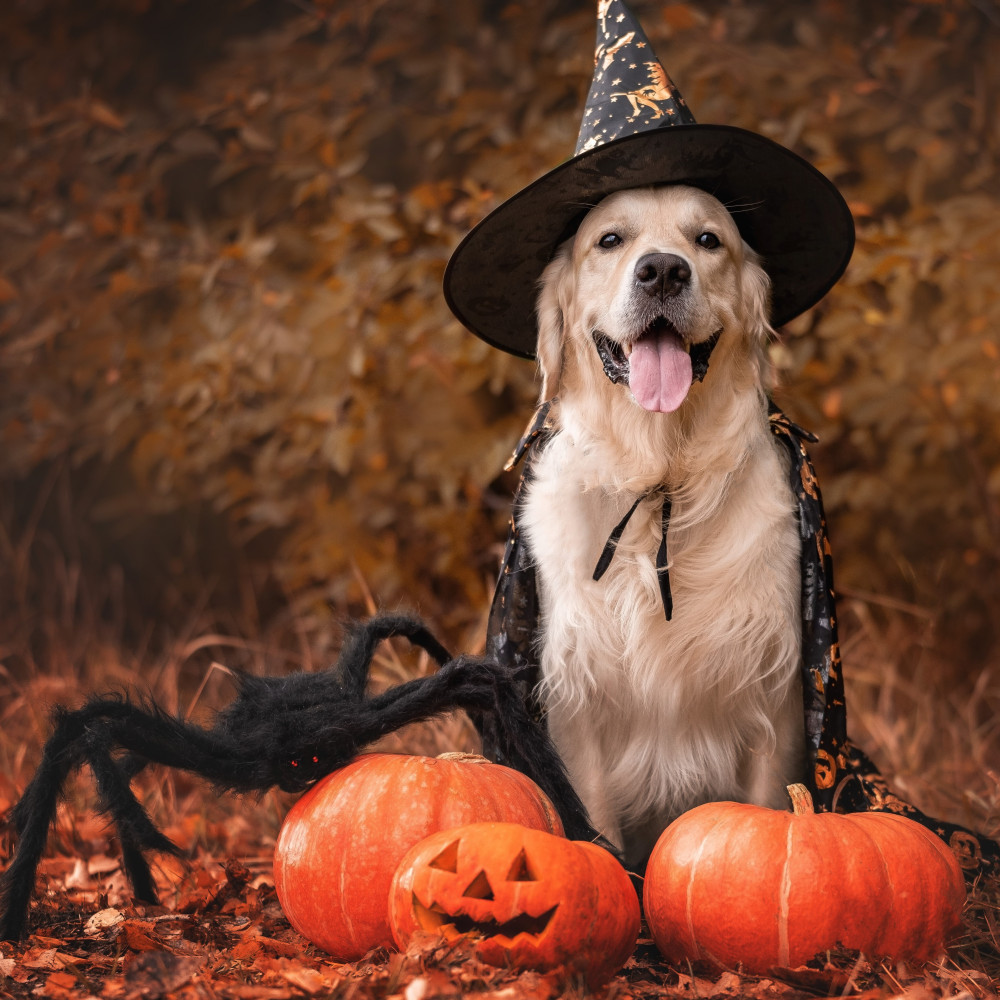 Watch Halloween Cake Recipe for Dogs