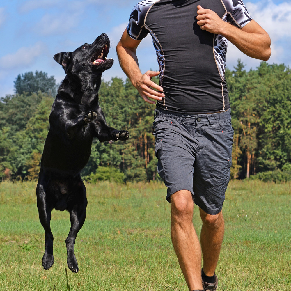 Watch Teach Your Dog to Not Jump Up on People