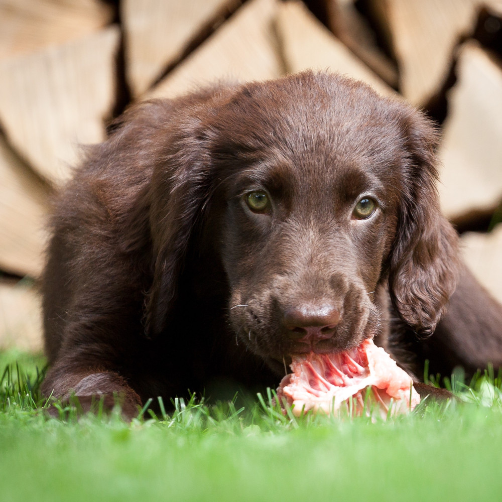 Watch The Ultimate Guide to Starting Your Puppy on a Raw Diet