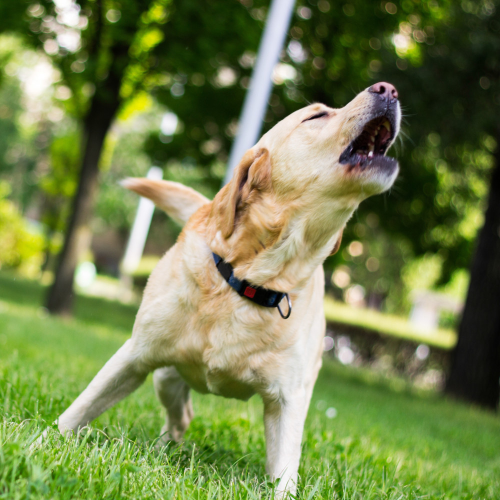 Watch How to Teach Your Dog to Bark on Command