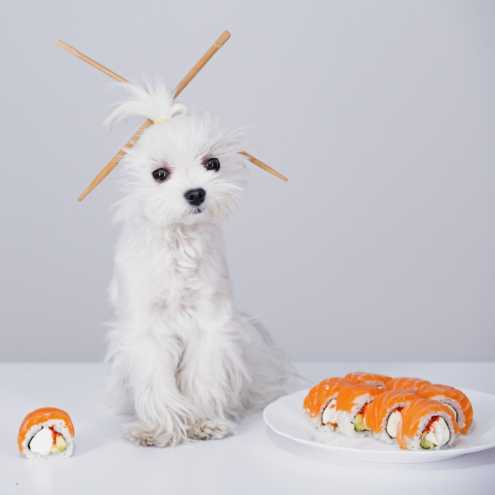 Watch Sushi for Dogs (ASMR)