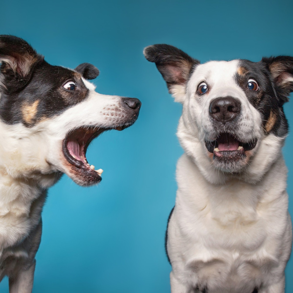 Watch Teach Your Dog to Bark and Be Quiet